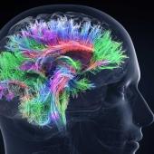 10 μύθοι για τον εγκέφαλο